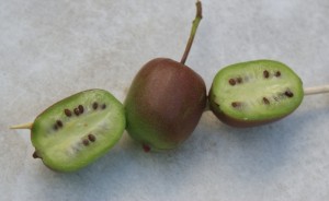 Kiwibis