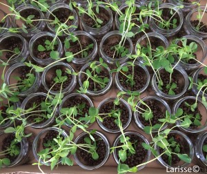 Larisse_Dutch Specials_potje geluk_©